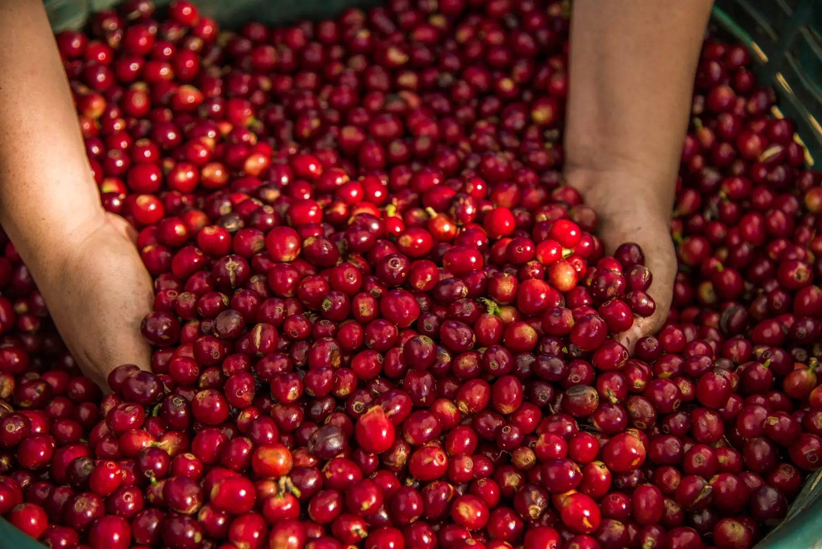 Cerezas de caf&eacute; reci&eacute;n recogidas en Risaralda