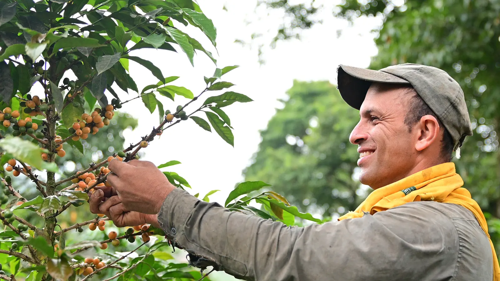 Caficultor recogiendo cerezas de café en Risaralda