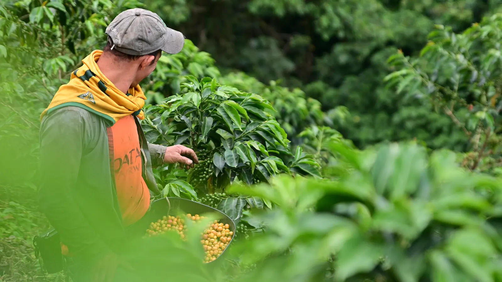 Caficultor recolectando cerezas honey en una finca del Eje Cafetero