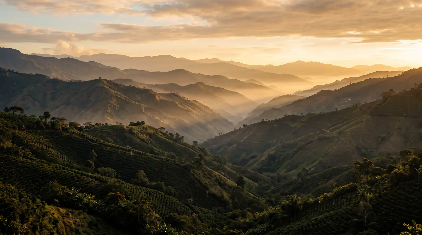Amanecer con niebla sobre las laderas sembradas de café del Eje Cafetero colombiano