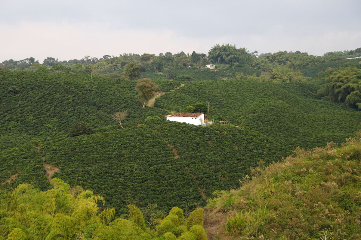 venta-de-cafe-origen-colombia-cafe-raizal