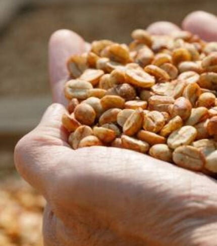 Café de origen colombiano, granos de café natural en mano, listo para ser molido y preparado en una taza.