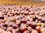 Café raízal de origen colombiano, granos de café natural secados al sol, ideal para los amantes del café de calidad, disponible para comprar en caferaizal.es.
